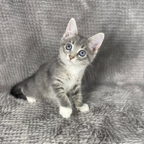 FROGGER - ANDREA FOSTER - Domestic Short Hair available for adoption