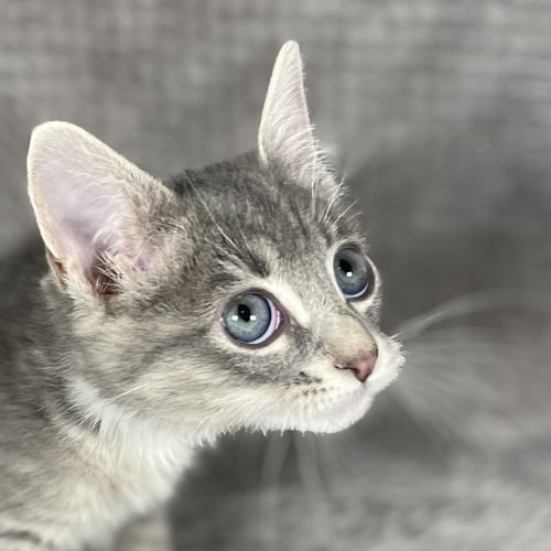 FROGGER - ANDREA FOSTER - Domestic Short Hair available for adoption