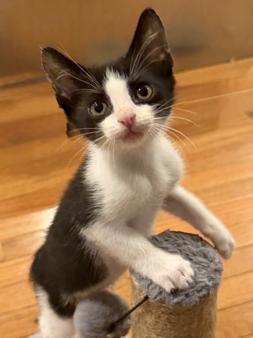 BATMAN - Domestic Short Hair available for adoption