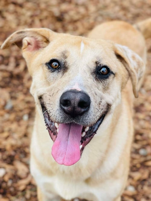 COURTESY POST..CRESCENT - Anatolian Shepherd for adoption in Athens