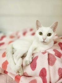 Sugar - Photo 1