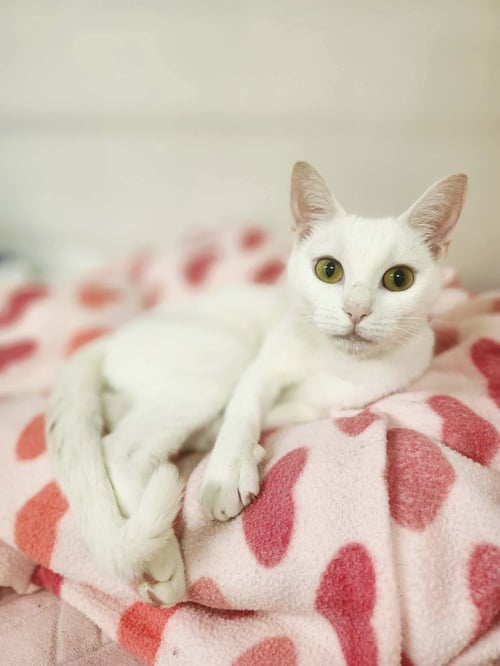 SUGAR - Domestic Short Hair available for adoption