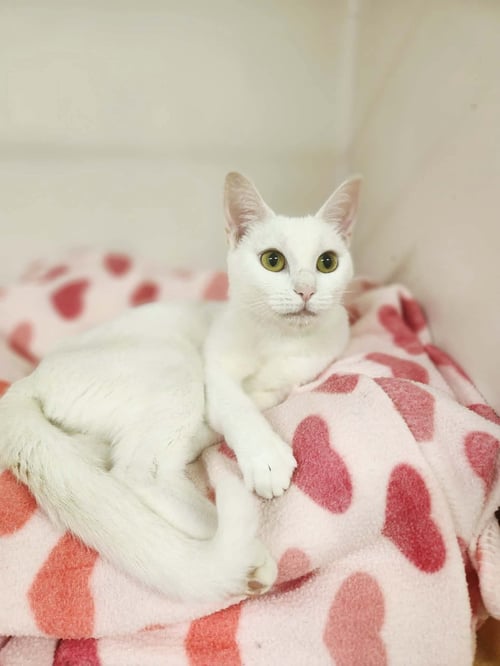 SUGAR - Domestic Short Hair available for adoption