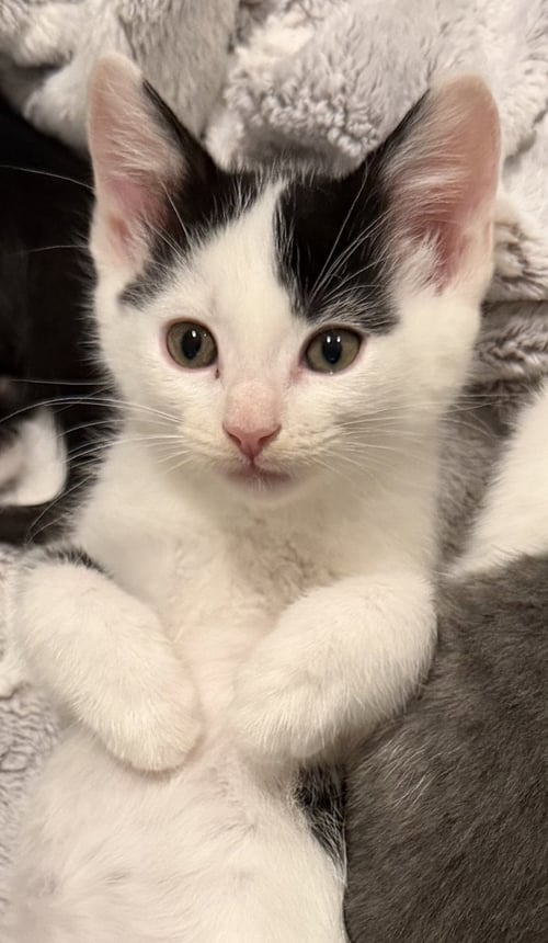 PICANTE - Domestic Short Hair available for adoption