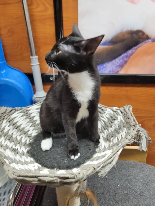 CHERYL - Domestic Short Hair available for adoption
