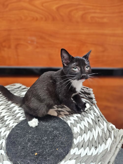 CHERYL - Domestic Short Hair available for adoption