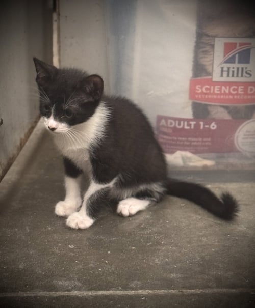 HARROLD - Domestic Short Hair available for adoption