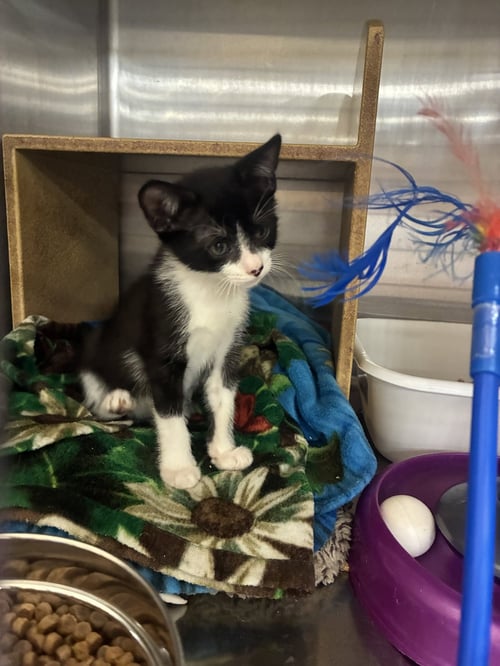 HARROLD - Domestic Short Hair available for adoption