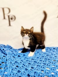 Jazz - Photo 2