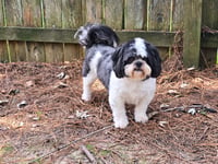 D'Jango - Photo 3