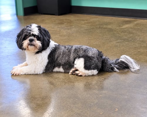 D'JANGO - Shih Tzu available for adoption