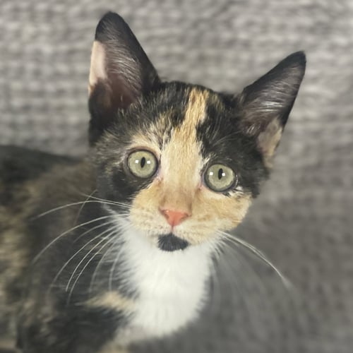 TRIPLE SEC - ANDREA FOSTER - Domestic Short Hair available for adoption