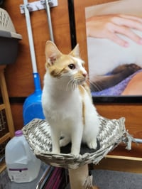 Eddie Spaghetti - Photo 3