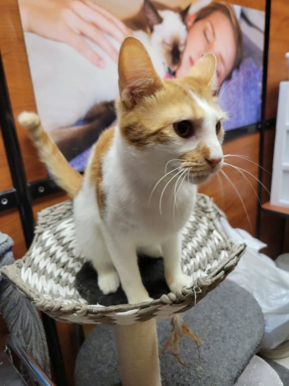 Eddie Spaghetti Image