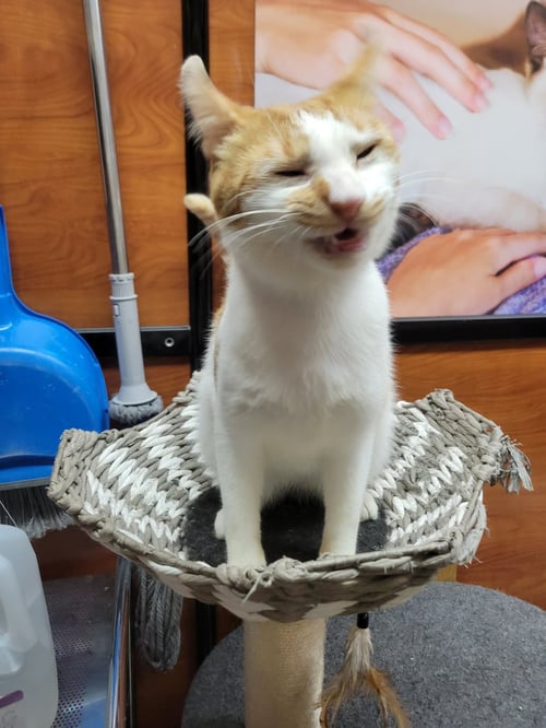 EDDIE SPAGHETTI - Domestic Short Hair available for adoption