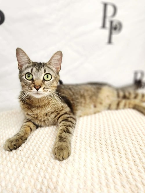 NATALIE - Domestic Short Hair available for adoption