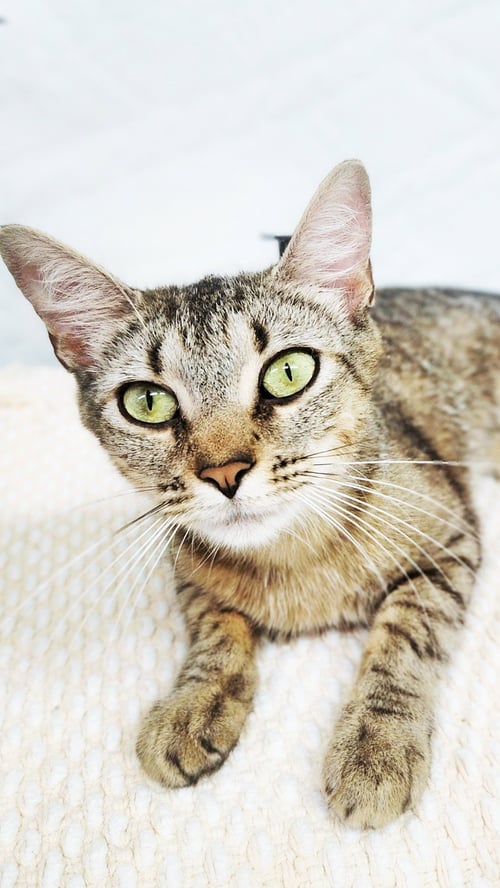 NATALIE - Domestic Short Hair available for adoption