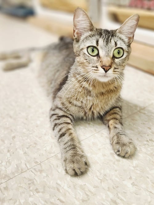 NATALIE - Domestic Short Hair available for adoption