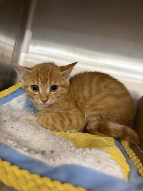 SUNSHINE - Domestic Short Hair for adoption in Athens