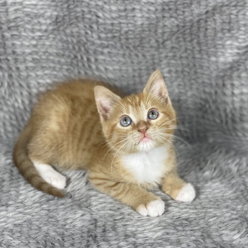 NARWHAL - ANDREA FOSTER - Domestic Short Hair available for adoption