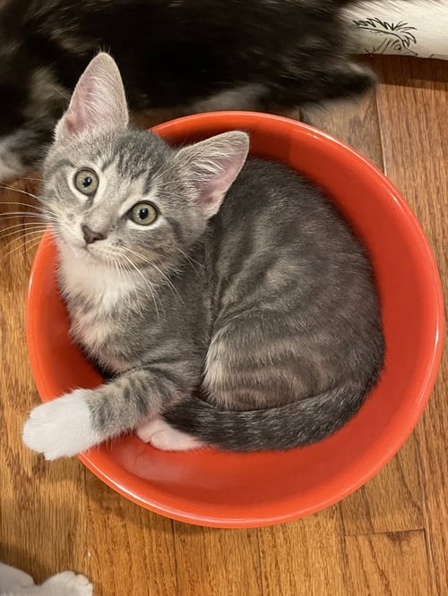 SPROUT - Domestic Short Hair available for adoption