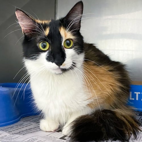 LADY MOW MOW - Domestic Long Hair available for adoption