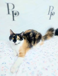 Lady Mow Mow - Photo 1