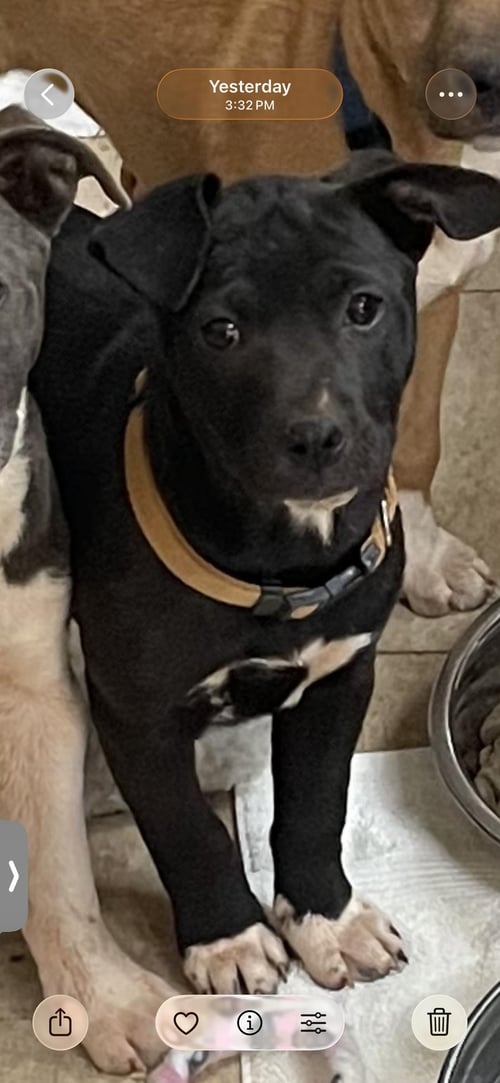 COURTESY POST...RAVEN - Catahoula Leopard Dog available for adoption
