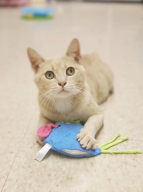 WONKA - Domestic Short Hair for adoption in Athens