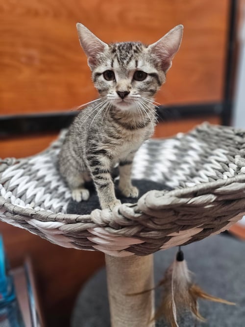 BROWNIE - Domestic Short Hair available for adoption