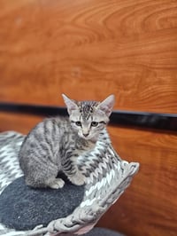 Brownie - Photo 2
