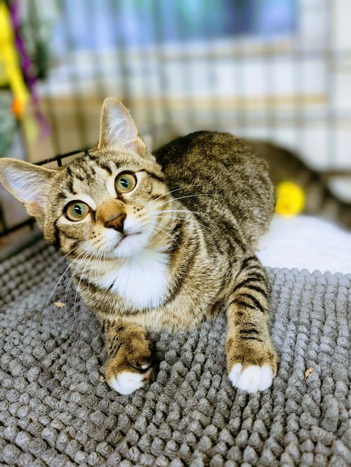 PERSEPHONE - Domestic Short Hair available for adoption