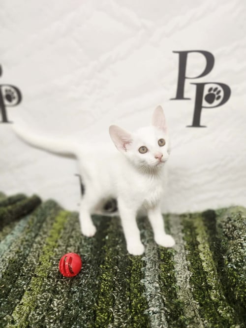 HAPPY - Domestic Short Hair available for adoption