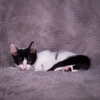 Scottie - Andrea foster - Photo 4