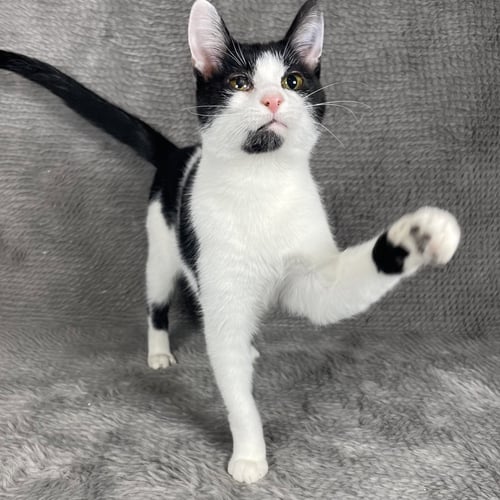 SCOTTIE - ANDREA FOSTER - Domestic Short Hair for adoption in Athens
