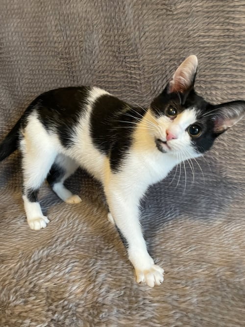 SCOTTIE - ANDREA FOSTER - Domestic Short Hair available for adoption