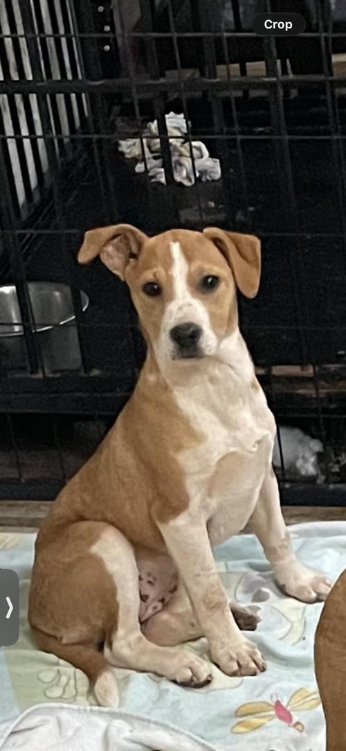 COURTESY POST..RAYNA - Catahoula Leopard Dog for adoption in Athens
