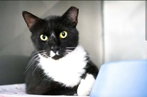 JAFAR - Domestic Short Hair available for adoption