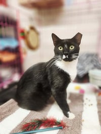 Jafar - Photo 2