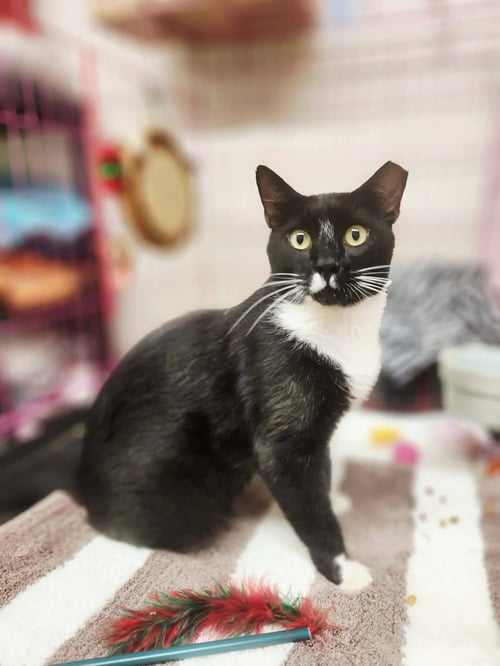 JAFAR - Domestic Short Hair available for adoption