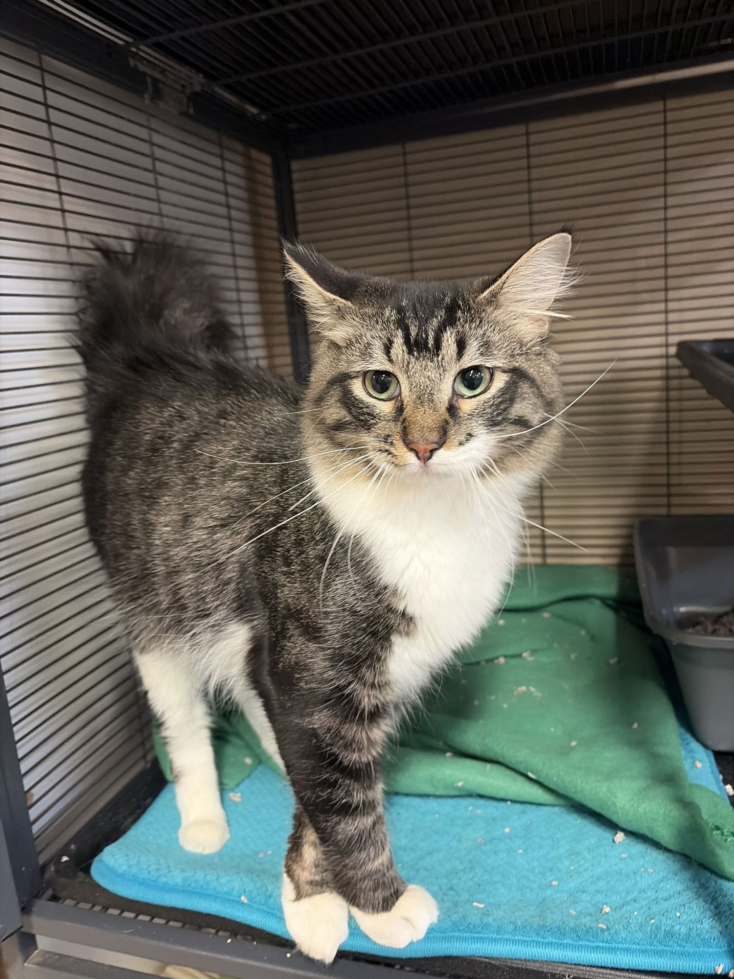 CATRICK SWAYZE - Domestic Long Hair available for adoption