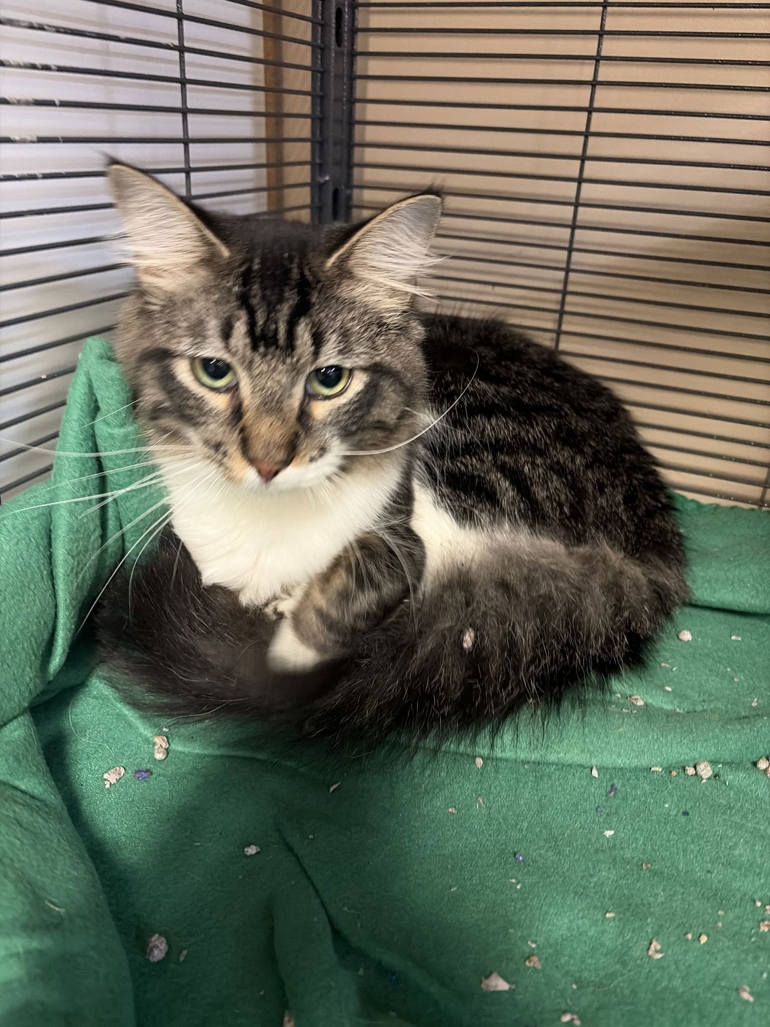 CATRICK SWAYZE - Domestic Long Hair available for adoption