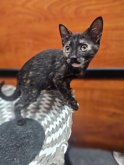 HENRIETTA - Domestic Short Hair available for adoption