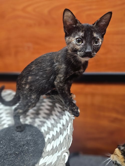 HENRIETTA - Domestic Short Hair for adoption in Athens