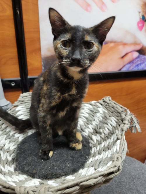 HENRIETTA - Domestic Short Hair available for adoption