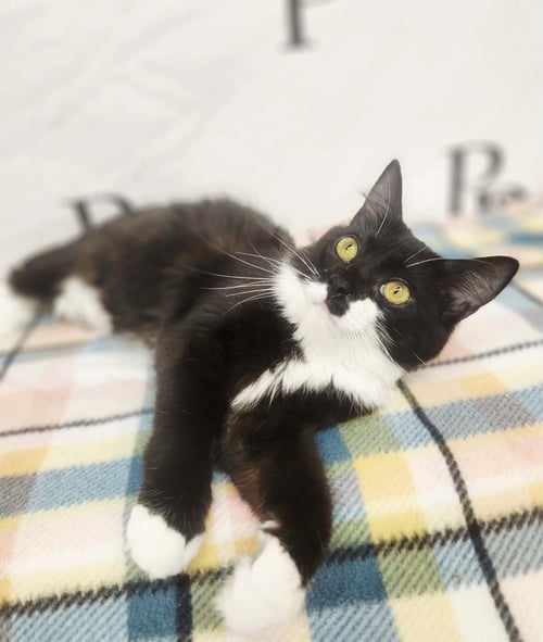 DIDGET - Domestic Long Hair / Bobtail available for adoption