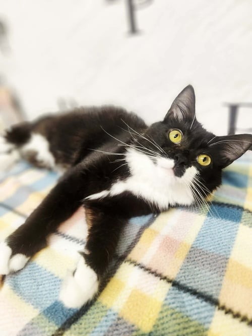 DIDGET - Domestic Long Hair / Bobtail available for adoption