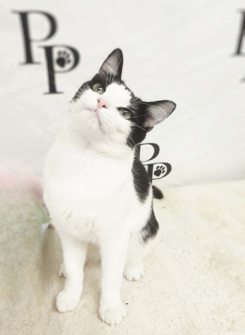 DAPPER DAN - Domestic Short Hair available for adoption
