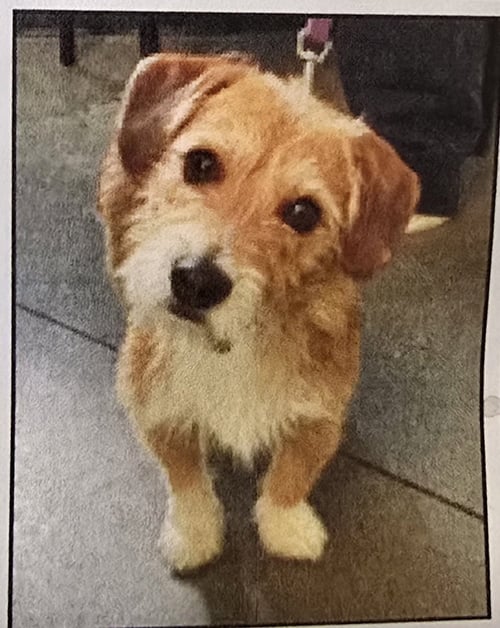 NORBIT - Terrier for adoption in Athens