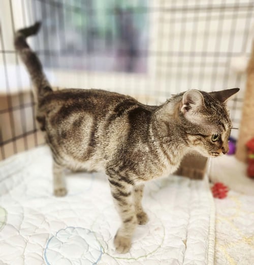MACCHIATO - Domestic Short Hair available for adoption